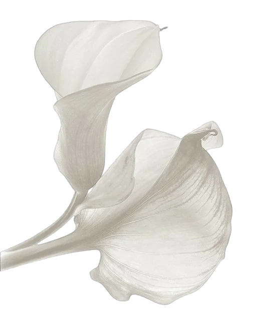 Calla Lily Decoration